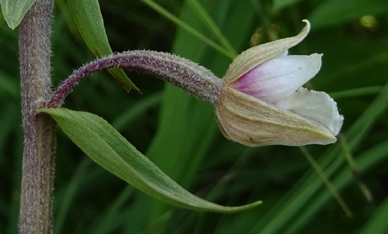 Epipactis palustris